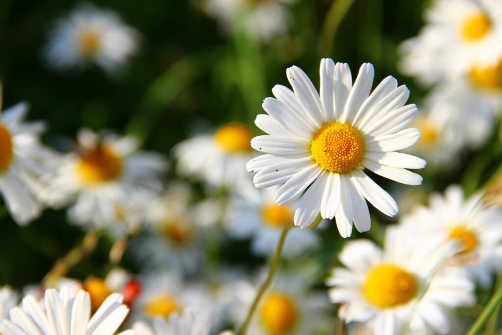 Vivid close-up of white daisies in the sun, showcasing natural beauty and spring vibe.