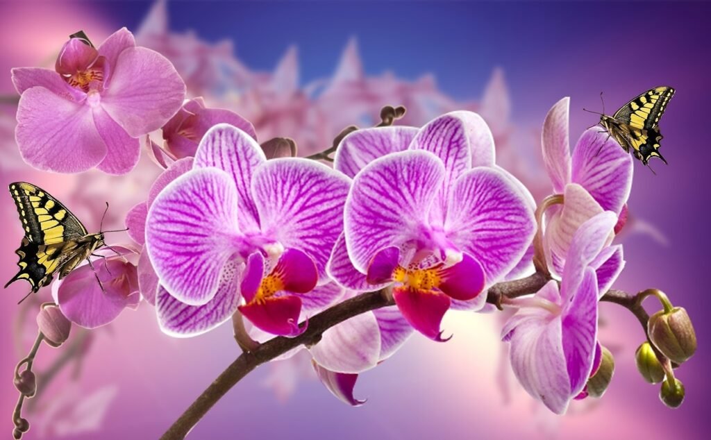 orchids, flowers, garden, orchid, flower wallpaper, nature, spring, plant, flower, colorful, purple orchid, white orchid, butterfly, lilac orchid, purple flower, beauty, flower background, beautiful flowers, hormonal plant
